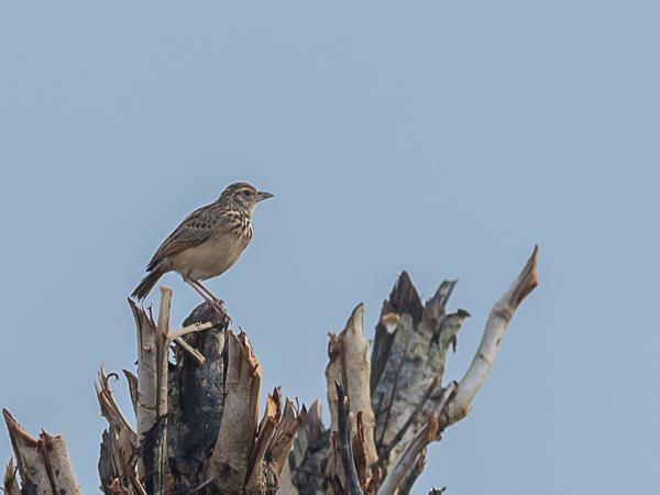 <h3><a href="/trips/srilanka/biota/animalia/chordata/aves/040 passeriformes/073 alaudidae/mirafra affinis/mirafra affinis-nl.html">Mirafra&nbsp;affinis</a> / Jerdon's&nbsp;bush&nbsp;lark / Jerdons&nbsp;leeuwerik</h3>NIKON D500 met AF-S Nikkor 300mm f/2.8G IF-ED VR II, 1/500 sec  bij F5.0, ISO 500, afstand 29.8&nbsp;m